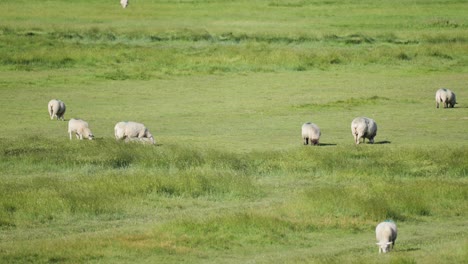 a flock of sheep is grazing in a lush green meadow