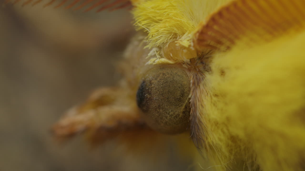 Close-up macro view of compound eye of Canary-shouldered Thorn moth