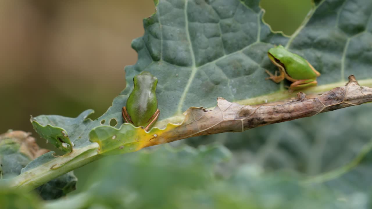 trío de lindas ranas arbóreas enanas del este que comparten una hoja, mientras que la del medio come bocadillos - illawarra, nsw, australia, cámara lenta de 4k 30fps