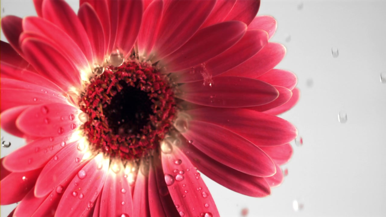 Gerbera rossa con gocce d'acqua che cadono al rallentatore
