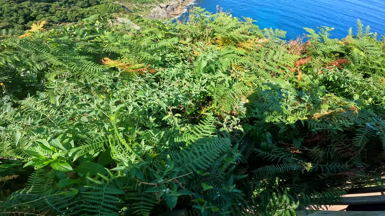 Coastal View with Cliffs and Ocean