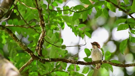 Gebänderter-Eisvogel,-Geschnürter-Kragen