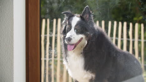 static shot of australian shepherd looking into the kitchen on a sunny day