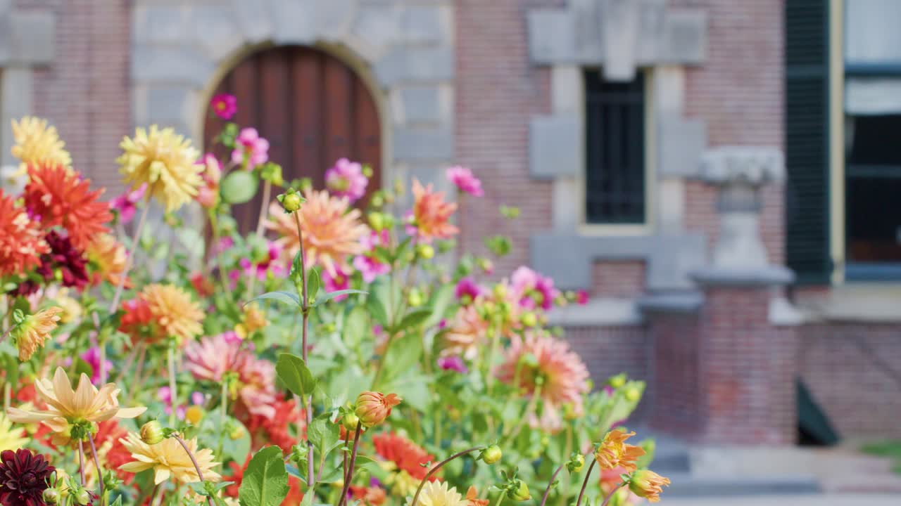 Vibrant garden flowers gently moving in breeze, with blurred historic brick building background, natural daylight