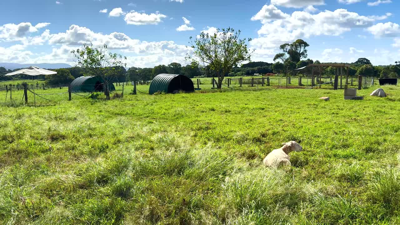 Sheep graze peacefully in a sunlit Byron Bay field, surrounded by lush greenery and clear skies
