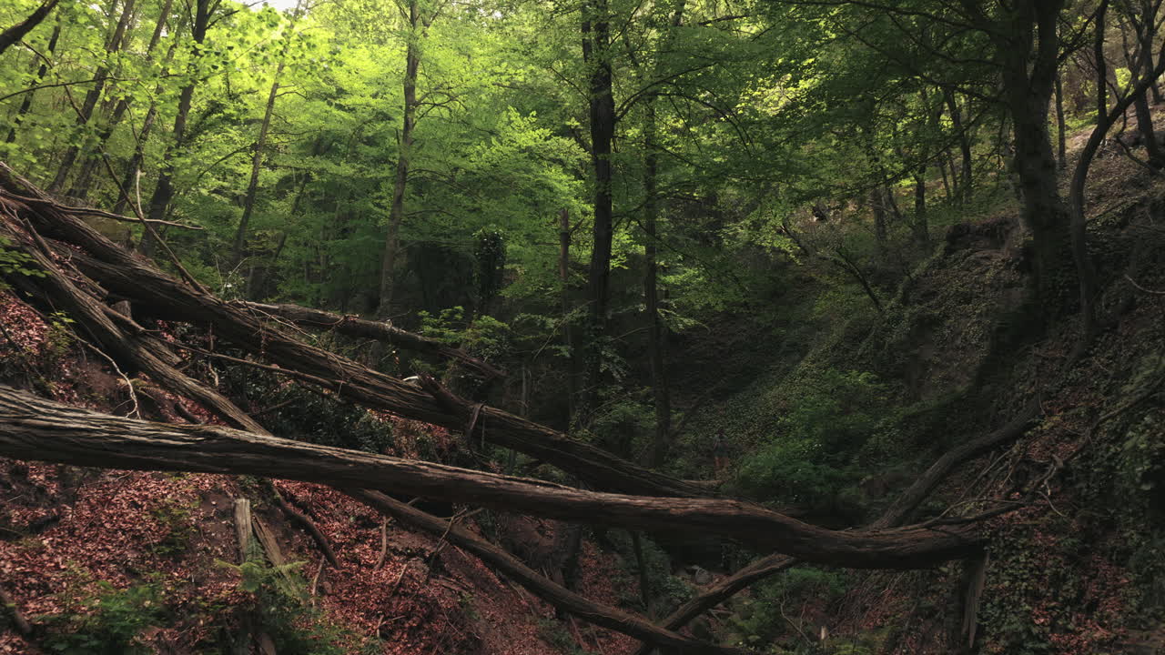 profundo barranco forestal con árboles caídos y follaje denso, vista de dolly hacia adelante