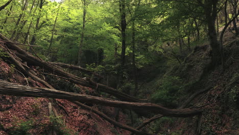 Deep-forest-ravine-with-fallen-trees-and-dense-foliage,-dolly-forward-view