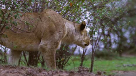 lioness prowling 01