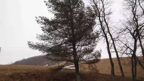 el árbol de la montaña de cataloochee soplando en el viento