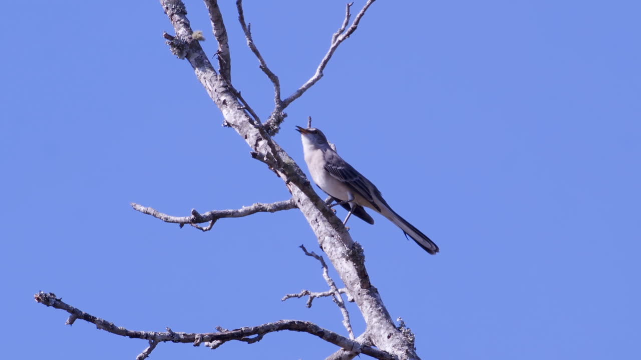 sinsonte del norte, posado en una rama sin hojas
