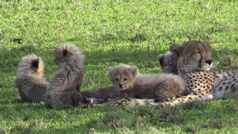 Cheetah-mother-resting-in-green-grass-together-with-her-four-cubs