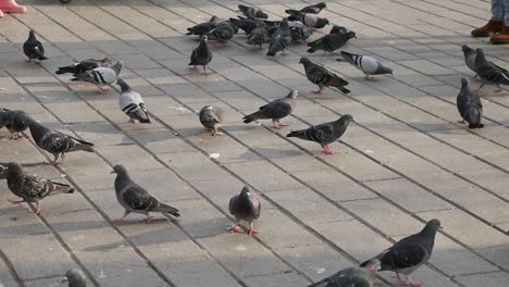 pigeons on a city sidewalk