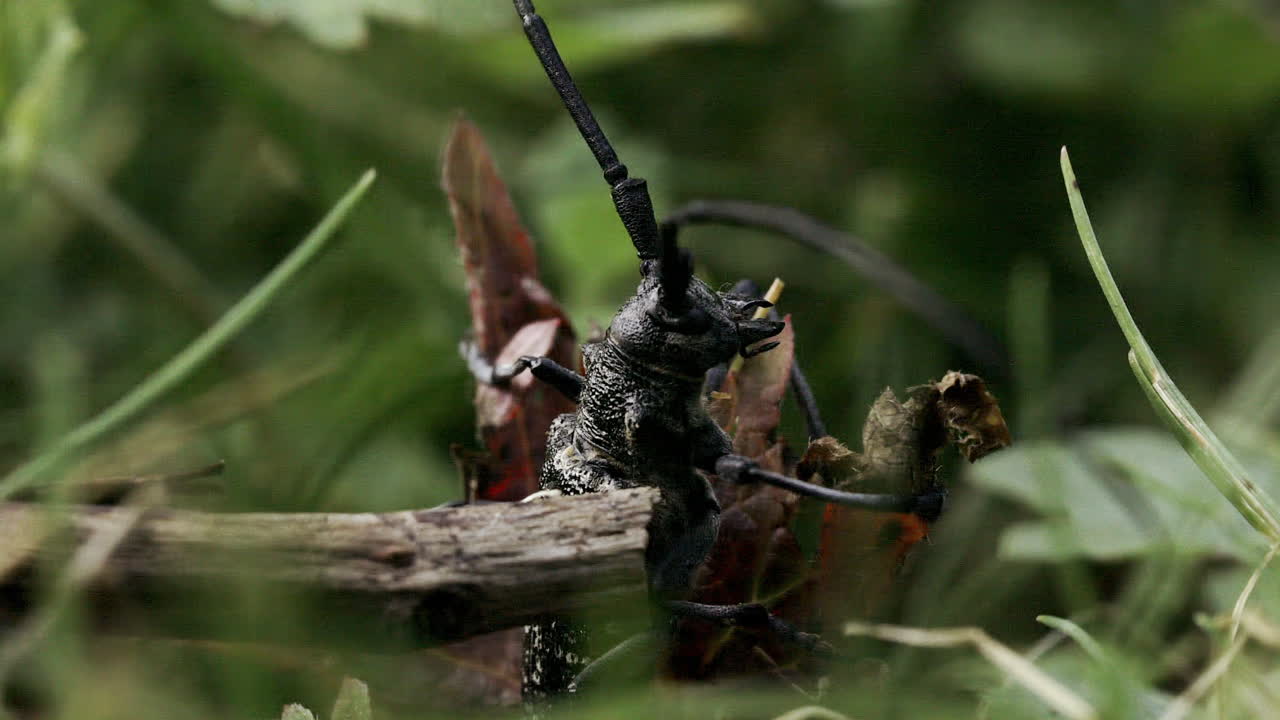 escarabajo de cuernos largos en la hierba