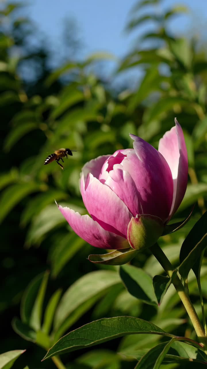 Kuncup Peony Merah Muda dengan Lebah