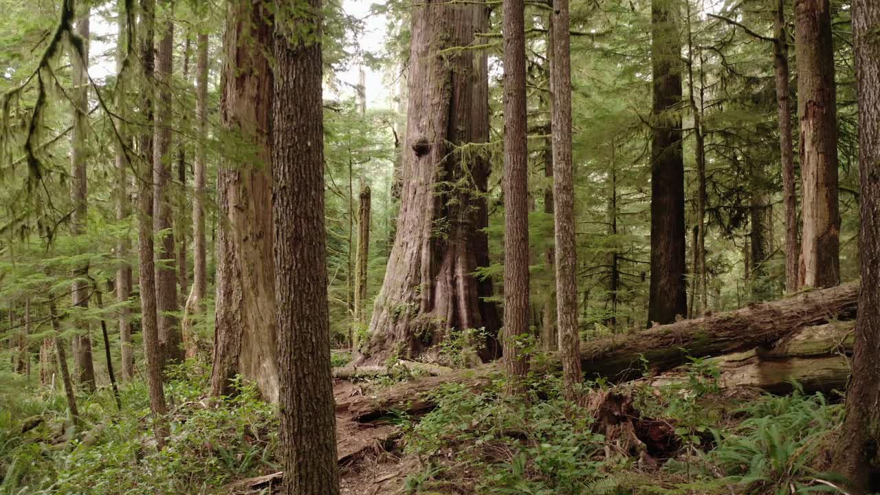 un dron de bajo vuelo empuja hacia un cedro rojo occidental gigante en un bosque antiguo cerca de port renfrew, columbia británica-2