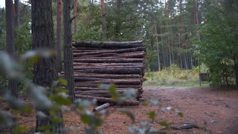 árboles-Talados-En-Un-Bosque-Alemán-En-Un-Día-Lluvioso---Cámara-Lenta-De-4k