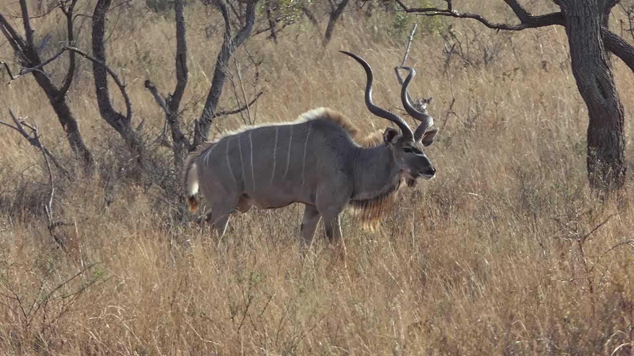 un kudu macho pasa por la hierba alta en áfrica