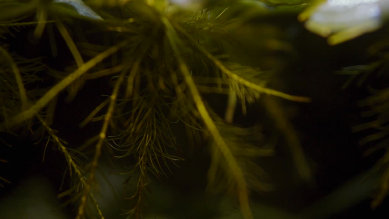 lechuga de agua enana en raíces de plantas flotantes de agua de acuario