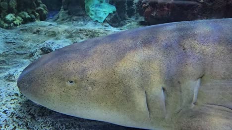 static view of nurse shark in captivity, florida