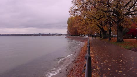 bregenz lake promenade in autumn - lake constance with autumn trees and leafs on the ground - rainy day