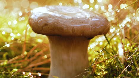 un boleto de hongo en un bosque soleado bajo la lluvia.