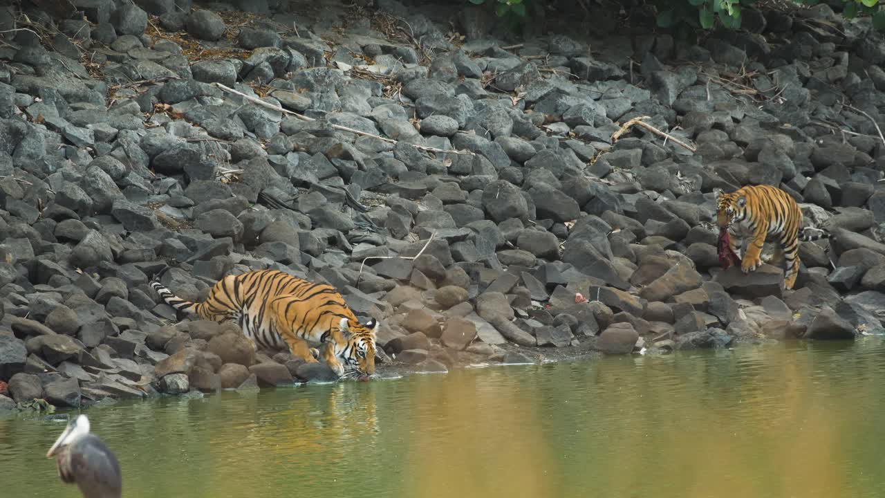 사랑스러운 호랑이 새끼는 걸레를 입에 물고 어미에게 걸어가 인사하기 전에 떨어뜨린다