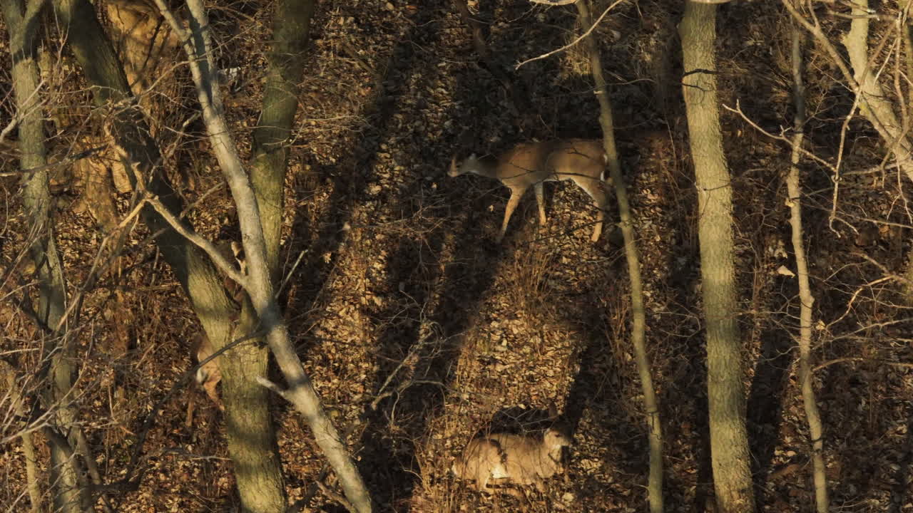 White-Tailed Deers Resting Under The Shades In The Woods