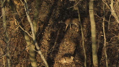 white-tailed deers resting under the shades in the woods