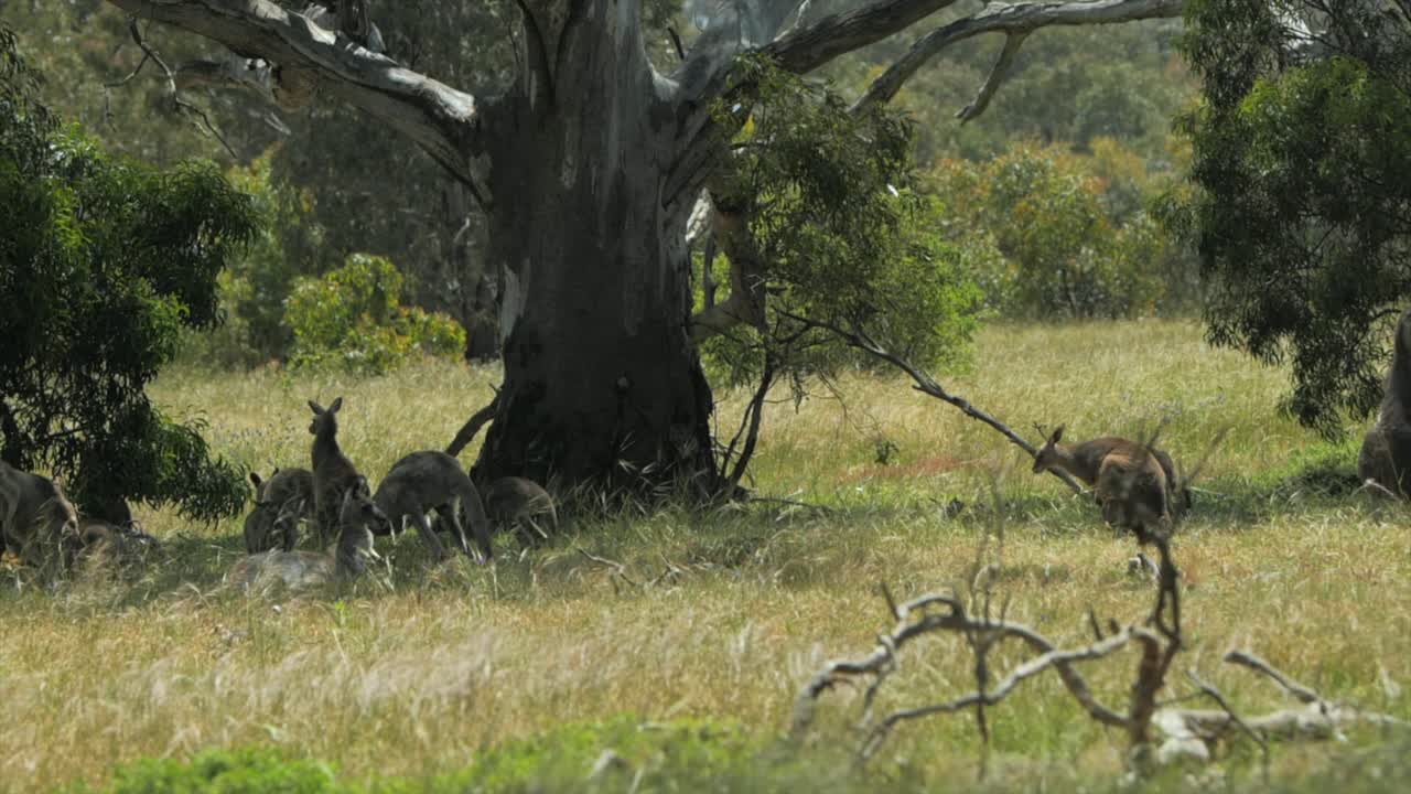 Kangaroos in slo motion moving around trees