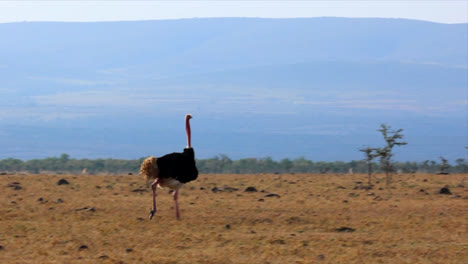Avestruz-Masai-Macho-Haciendo-Danza-De-Apareamiento-Para-Atraer-Avestruz-Hembra-En-La-Sabana-En-Maasai-Mara,-Kenia