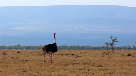 male masai ostrich doing mating dance to attract female ostrich at the savanna in maasai mara, kenya