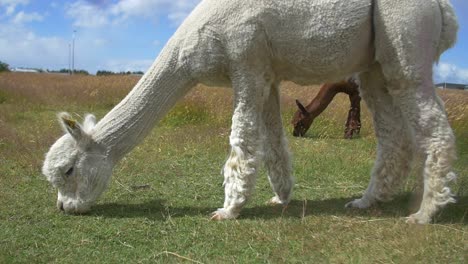 Alpacas-Grazing-in-Field