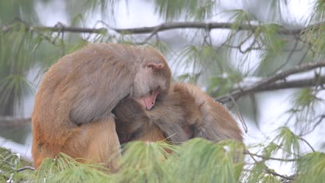 Familie-Von-Rhesusaffen-Sitzt-Auf-Einem-Baum-Im-Schneefall