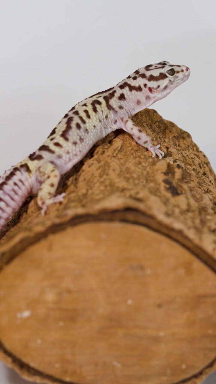 Spotted Leopard Gecko Resting on a Log and Turning Head