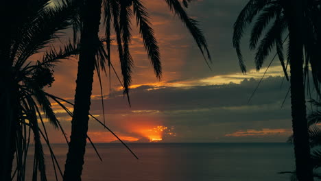 sunset through palm trees