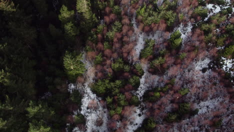 a shot from a drone above a snowy forest with different coloured trees