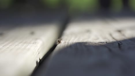 macro shot of a gypsy moth caterpillar during a insect infestation of canada