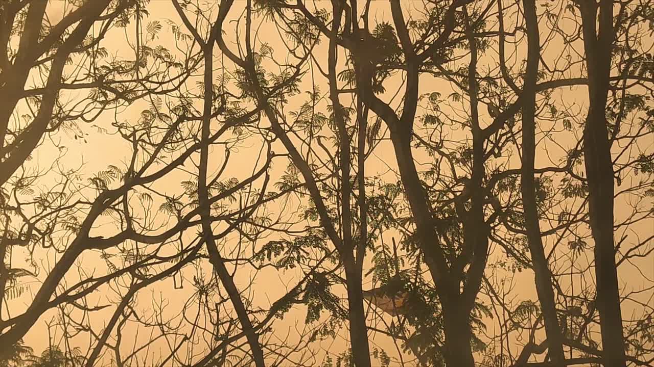 Sunset golden light through tree branches, creating a stunning silhouette. warm, calming and cinematic atmosphere. Peaceful nature footage perfect for background, meditation and artistic visuals.