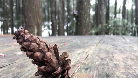 Selective-focus-footage-of-Pine-cone-with-blurred-background