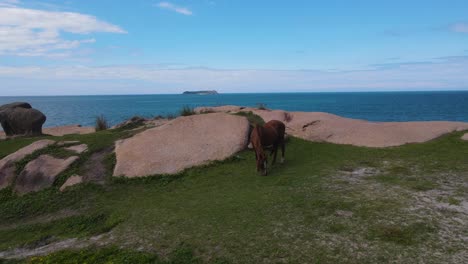 Video-De-Drone-De-Un-Caballo-En-Un-Acantilado-Al-Lado-Del-Mar