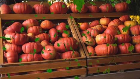 Animation-of-autumn-leaves-falling-over-pumkins-on-shelves