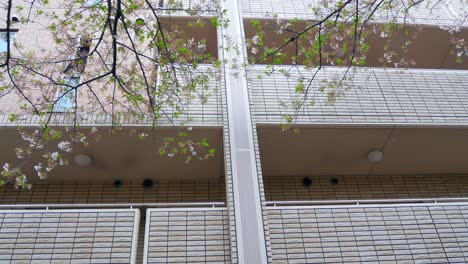 view of the sakura flower while falling from the tree with some wind blowing