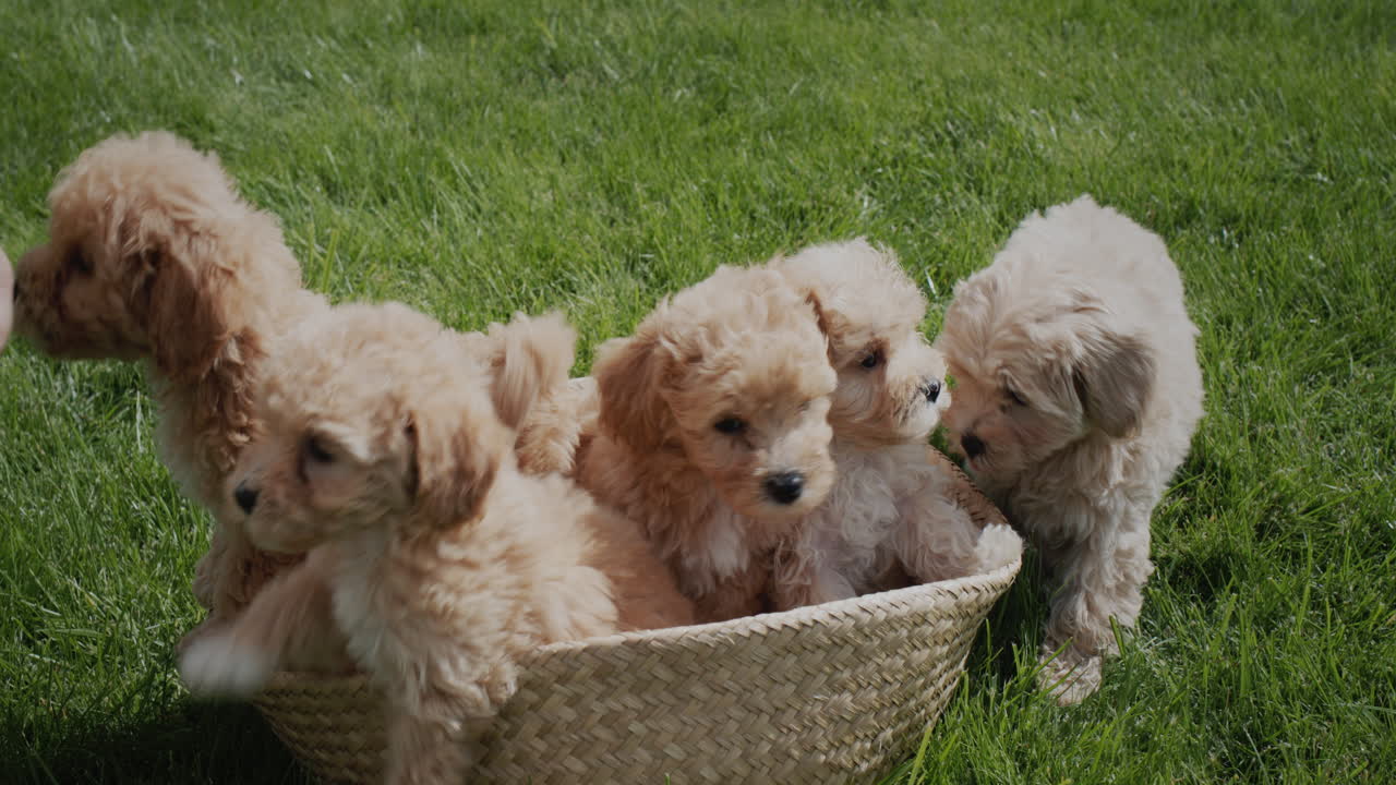 dueño con canasta de mascotas en la hierba verde