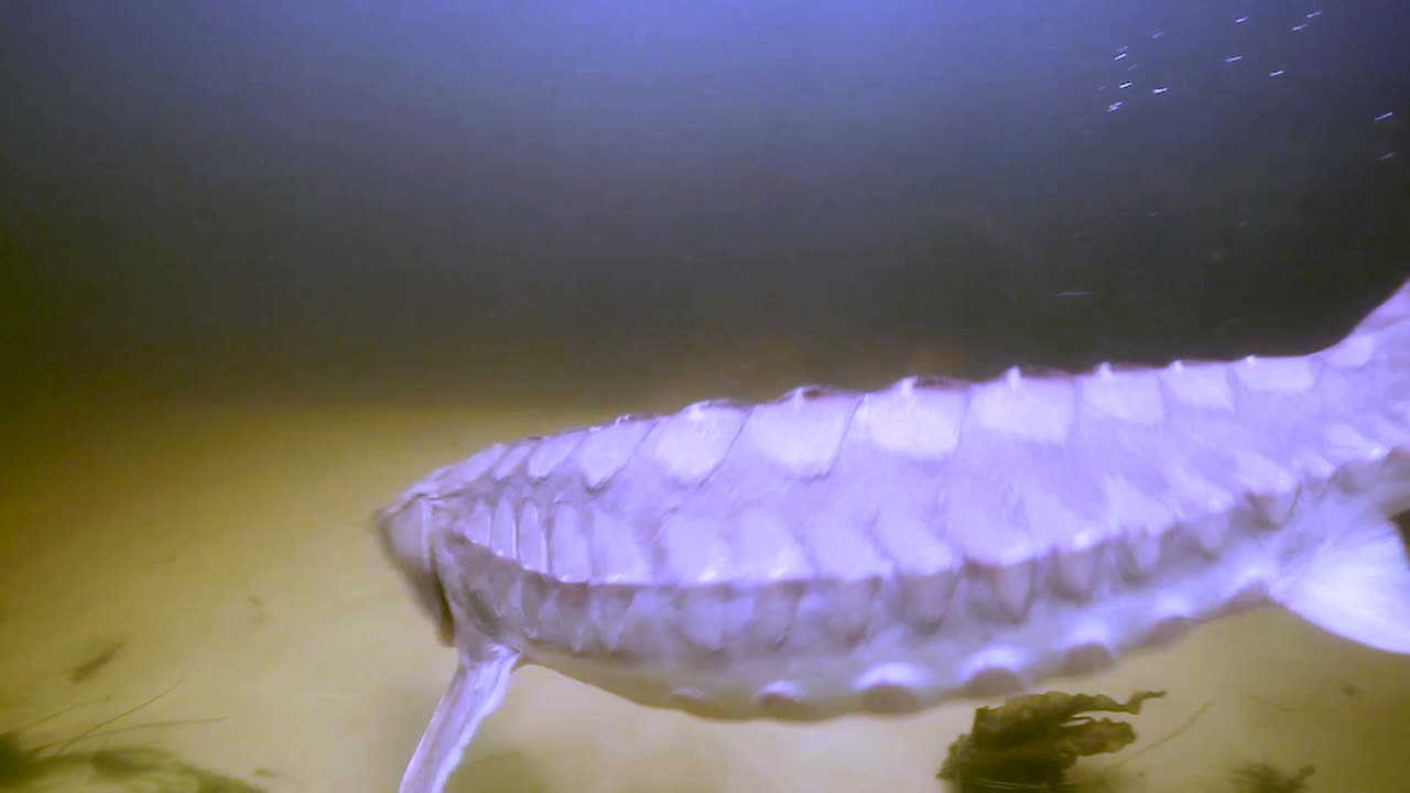 멸종 위기에 처한 걸프 철갑상어(acipenser oxyrinchus desotoi)가 2018년 다시 물 속으로 방출됩니다.