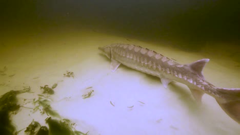 an endangered gulf sturgeon (acipenser oxyrinchus desotoi) is released back into the water 2018