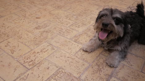 pequeño perro negro con piernas de color gris oscuro y hocico jadeando mientras descansa acostado en el suelo de baldosas del patio