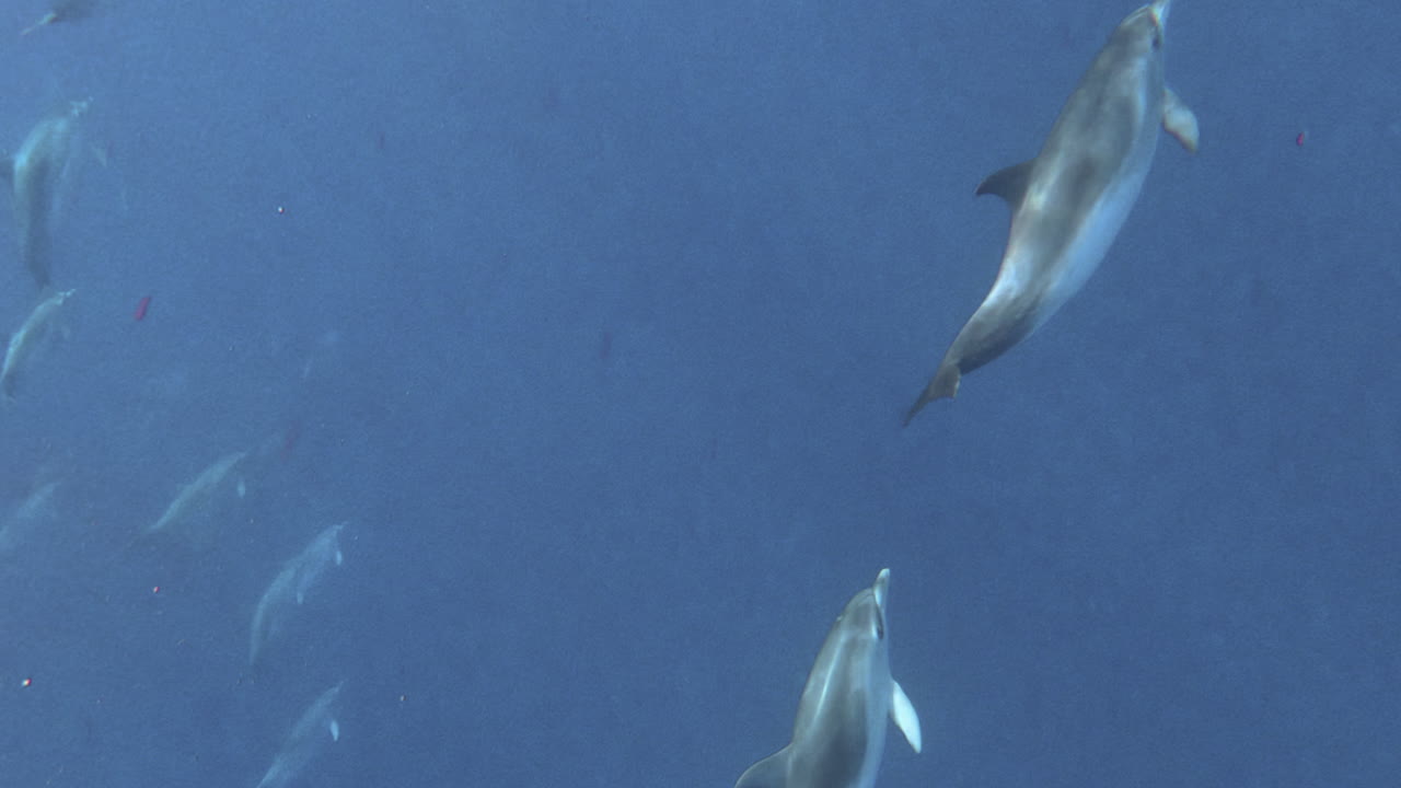 un grupo de delfines nadan bajo los rayos del sol en el océano atlántico.