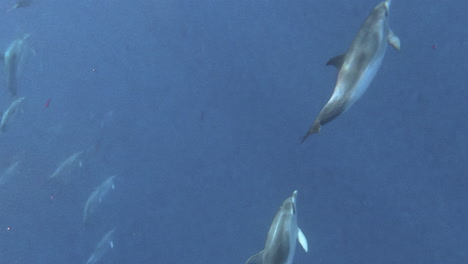 Pod-of-dolphins-swim-by-sunbeams-in-Atlantic-ocean,-underwater-shot