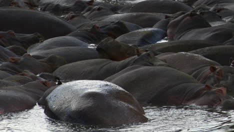 grupo grande de hipopótamos empacados juntos relajándose en una piscina, serengeti n