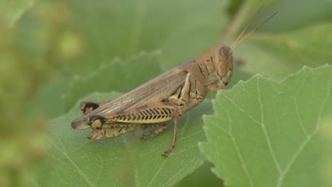 a grasshopper sits on a green leaf